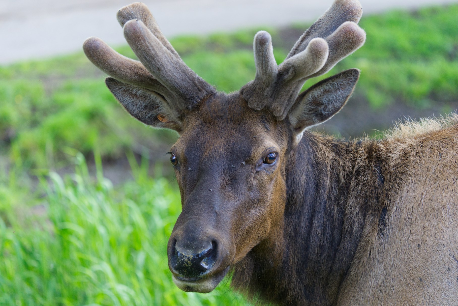 elk 2 0503